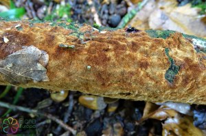 Phellinus ferruginosus (1200 x 800).jpg_product_product